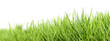 Grass background. Selective focus. Closeup of green grass isolated on transparent background, can be used on different backgrounds. 3D render.