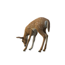 3d Render Little Deer Faun