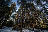 Fototapeta Dmuchawce - forest in winter