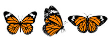 Set Of Butterfly Isolated On Transparent Background Png File