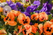 Stiefmütterchen  Veilchen (Viola) 2