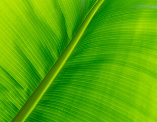 Wall Mural - closeup light green banana leaf. green leaf of banana texture background. green organic banana leaf 