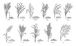 © setory - Grass cereal crops outline icon set vector illustration. Line hand drawing agriculture crops collection with grain plants and seeds of farm harvest from field, sorghum quinoa corn rice buckwheat wheat