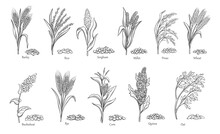 Grass Cereal Crops Outline Icon Set Vector Illustration. Line Hand Drawing Agriculture Crops Collection With Grain Plants And Seeds Of Farm Harvest From Field, Sorghum Quinoa Corn Rice Buckwheat Wheat