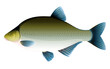 Realistic bream fish isolated illustration, one freshwater fish on side view