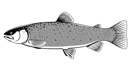 Realistic brown trout fish isolated illustration, one freshwater fish on side view