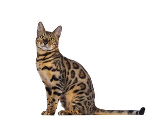Aufkleber - Handsome young male Bengal cat sitting side ways, looking to camera. Isolated cutout on transparent background.