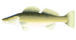 Realistic zander fish isolated illustration, one freshwater fish on side view