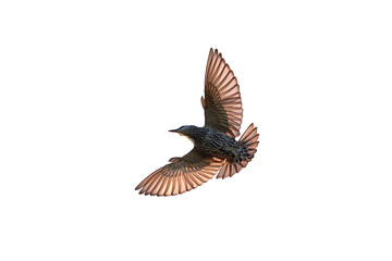 common starling bird in flight isolated (sturnus vulgaris)