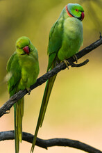Closeup Of Rose Ringed Parakeet Or Ring Necked Parakeet Or Psittacula Krameri Pair A Couple Parrot In Natural Green Background At Keoladeo National Park Bharatpur Bird Sanctuary Rajasthan India Asia