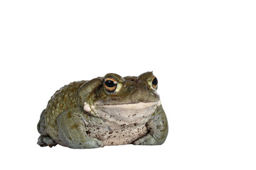 Poster - Bufo Alvarius aka Colorado River Toad, sitting facing front. Looking ahead with golden eyes. Isolated cutout on transparent background.