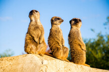 Meerkats Stand On A Stone In The Sun
