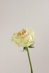 Wall Mural - dry flower rose close up on beige background . Minimal floral card. interior botanical poster