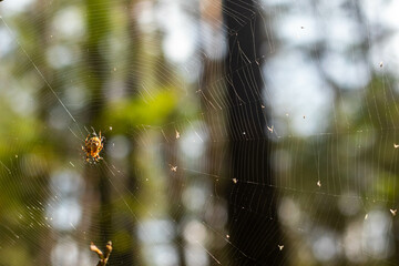 closeup of a spider on the web