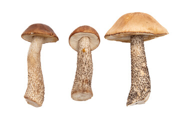 Wall Mural - Boletus mushrooms isolated on white background.