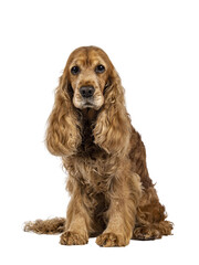 Wall Mural - Handsome brown senior Cocker Spaniel dog, sitting up facing front. Looking towards camera. Isolated cutout on a transparent background.