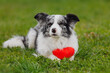 cheerful cute collie border smiles and holds a heart 