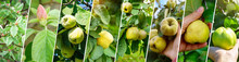 Quince Fruits Grow On Quince Tree With Green Foliage In Autumn Garden, Collage, Banner