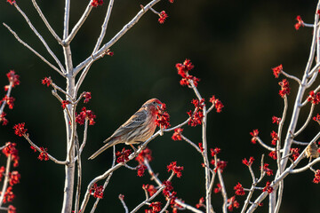 Wall Mural - red house finch on a branch