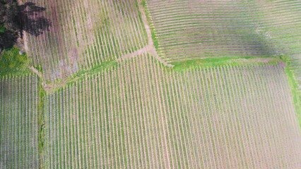 Canvas Print - Aerial view of Vineyards in South Australia