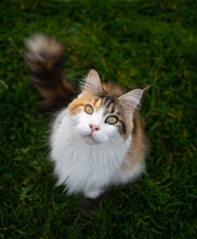 High Angle View Of Calico Maine Coon Cat Sitting On Green Grass Looking Up At Camera Curiously