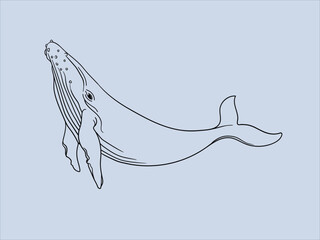 Whale outline on blue background. Whale line drawing vector illustration