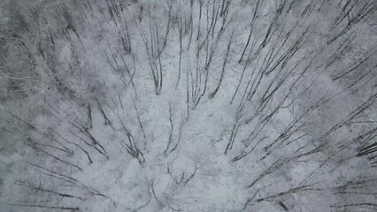 Wall Mural - Aerial top down high angle view flying over  forest full with bare trees in winter