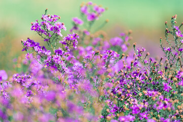 Wall Mural - Beautiful purple daisy blooming in the garden, blurred image for background.