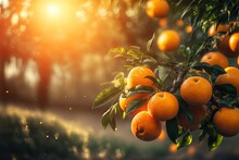 Beautiful Ripe Big Orange On Tree With Light Glow From Behind Generative Ai	