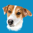 Portrait of a Jack Russell Terrier dog close-up on a colored background