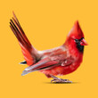 Red cardinal close-up on yellow background
