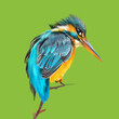 Kingfisher bird close-up in three quarters turned to the viewer, close-up on a green background