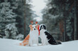 Two border collies red in Christmas horns and black and white are sitting in a snowy forest on the snow