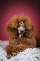 Sticker - Red poodle puppy posing in studio red background