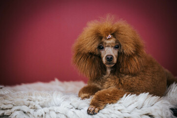 Sticker - Red poodle puppy posing in studio red background