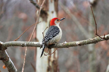 Red-bellied Woodpecker On A Branch