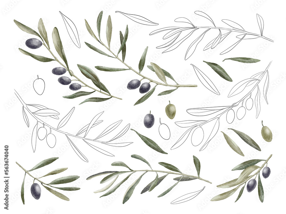 Set of differents olives branch, black and green, isolated on white ...