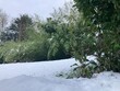 Schnee zaubert Winterlandschaft in den Garten