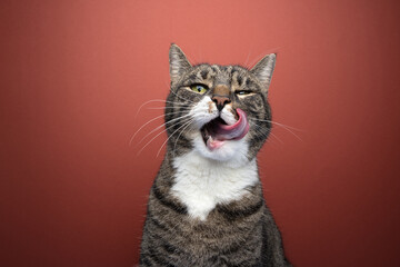 Close-up shot of a hungry tabby cat delicately licking its whiskers while gazing directly into the camera. The background is a vibrant red color.