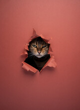 A Fierce Bengal Cat Peeking Through A Hole In Torn Red Paper With Copy Space. Piercing And Intense Gaze Like A Predator.