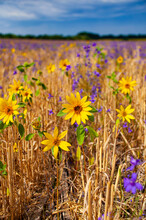 Small Sunflowers On The Background Of Wheat And Blue Fine Flowers
