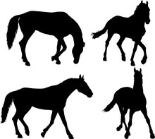 Set Silhouette Of Black Mustang Horse On White Background