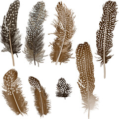 Sticker - eight spotted brown feathers isolated on white