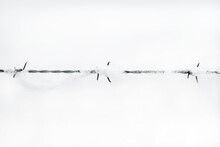 Barbed Wire Fence Covered With Snow