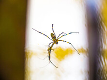 Black And Yellow Large Spider With Water Droplets On The Body