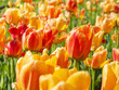 darwin hybrids tulips beauty of apeldoorn