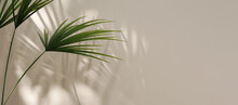 Modern, Minimal Blank Beige Wall With Green Bamboo Palm Tree In Sunlight, Leaf Shadow For Luxury Organic Cosmetic, Skin Care, Beauty Treatment Product Display Banner Background 3D