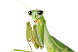 Fototapeta Kuchnia - green praying mantis