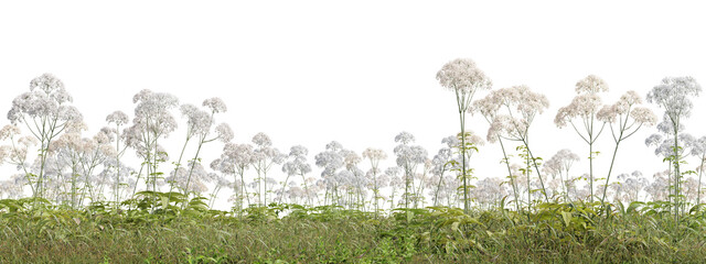 Evergreen flowers and grass field in nature,  Flowres on garden in springtime, Tropical forest isolated on transparent background - PNG file, 3D rendering illustration for create and design or etc