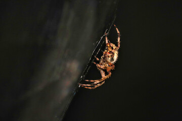 spider on a web
